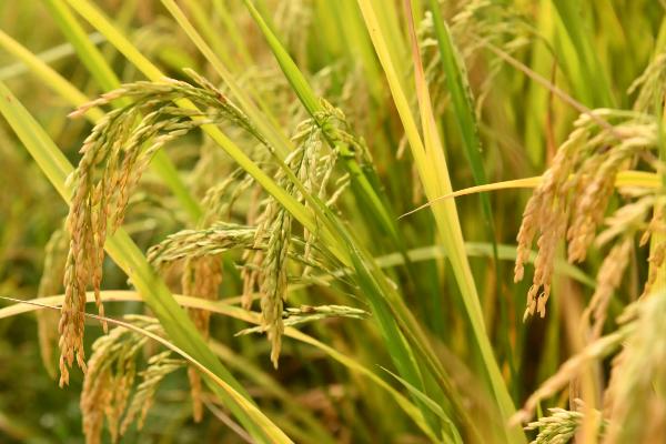 菁两优618水稻品种简介，每亩有效穗数18.6万穗
