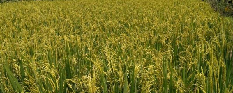 菁两优618水稻品种简介，每亩有效穗数18.6万穗
