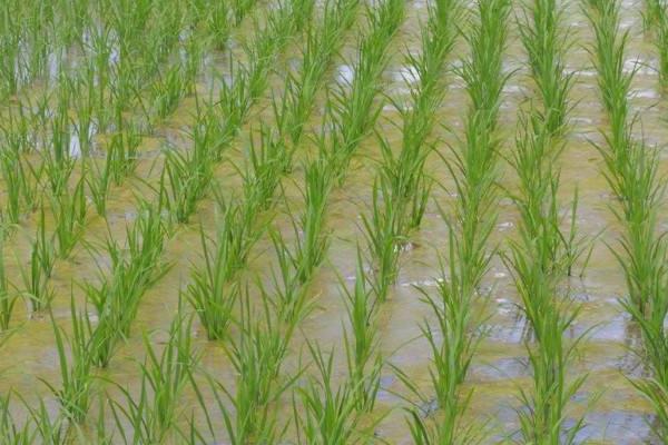 荃早优836水稻品种简介，一般6月中旬—6月下旬播种