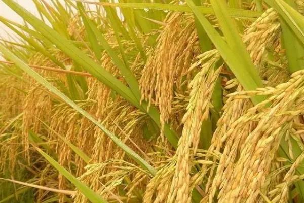 荃优1802水稻品种简介，每亩有效穗数14.9万穗