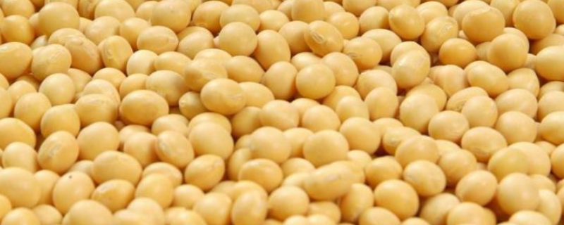 奎鲜11号大豆种子特征特性，3月下旬至4月上旬播种