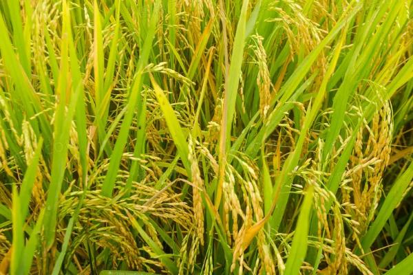 启两优1810水稻品种简介，秧田亩播种量20-25公斤