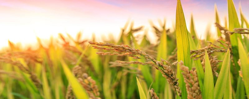 显两优天虹丝苗水稻种子简介，每亩插足基本苗7万以上