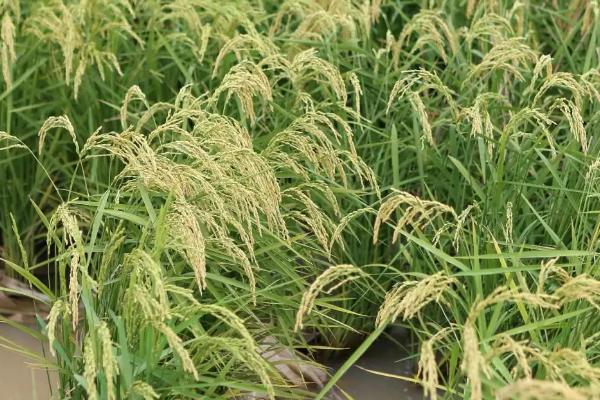 荃早优836水稻品种简介，一般6月中旬—6月下旬播种
