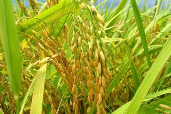 华元优3628水稻种子介绍，秧田播种量每亩15.0千克