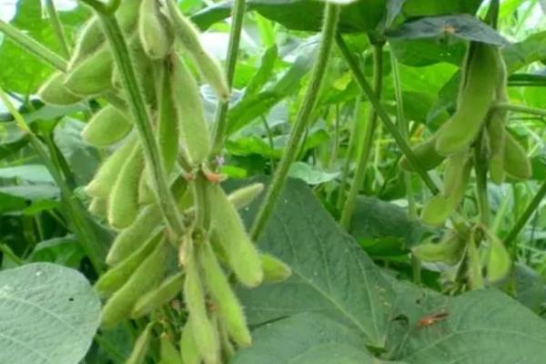 奎鲜11号大豆种子特征特性，3月下旬至4月上旬播种