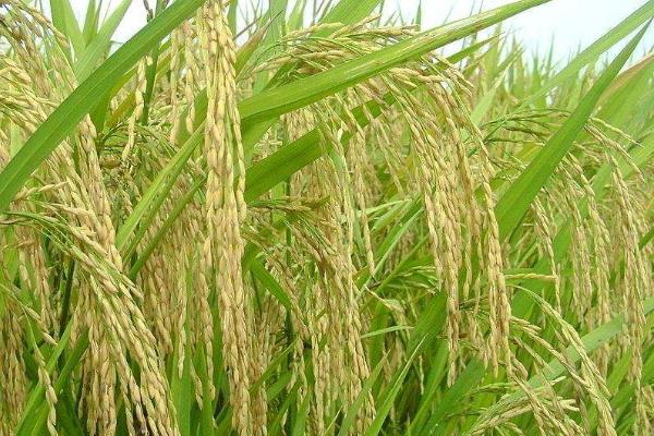 启两优1810水稻品种简介，秧田亩播种量20-25公斤