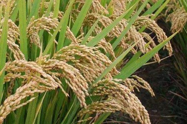 启两优1810水稻品种简介，秧田亩播种量20-25公斤