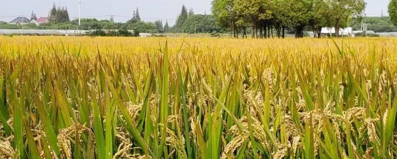 扬泰优208水稻种子特征特性，秧田播种量每亩10-15公斤