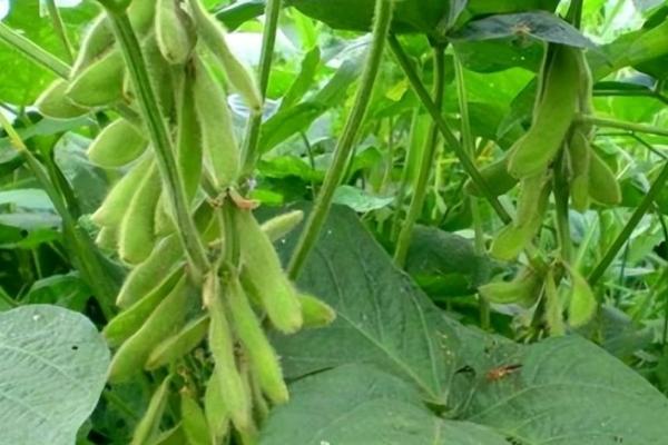 奎鲜11号大豆种子特征特性，3月下旬至4月上旬播种