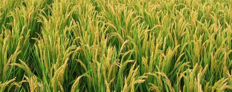 荃早优836水稻品种简介，一般6月中旬—6月下旬播种