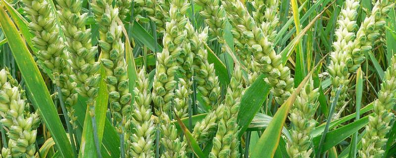 济紫麦2号小麦品种简介，适宜播期10月10～20日