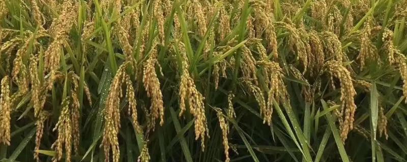 启两优1810水稻品种简介，秧田亩播种量20-25公斤