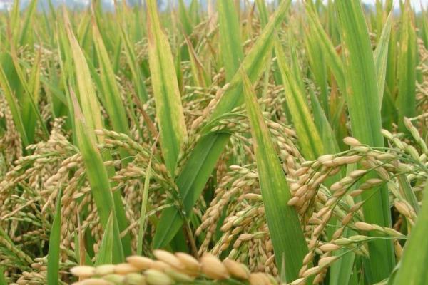 荃优1802水稻品种简介，每亩有效穗数14.9万穗
