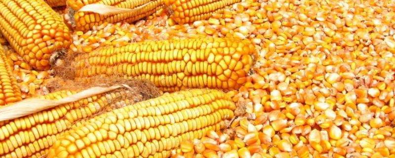 青玉517玉米品种简介，4月中下旬～5月上旬播种