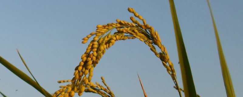 珞红3A水稻品种的特性，5月上旬播种