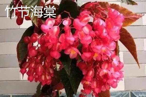 养殖盆栽海棠花的方法，冬季每隔10-15天浇一次水