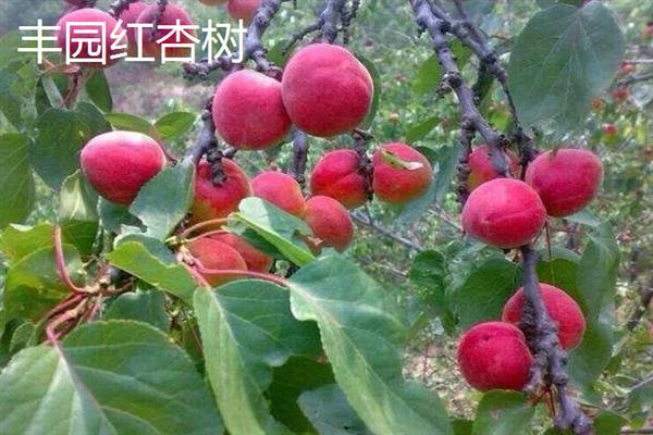丰园红杏树的特征，果实呈近圆形或卵圆形