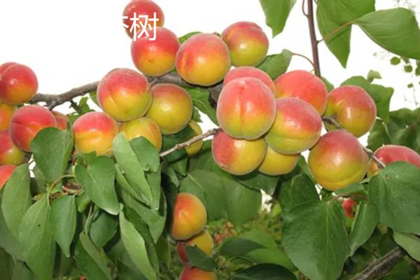 丰园红杏树的特征，果实呈近圆形或卵圆形