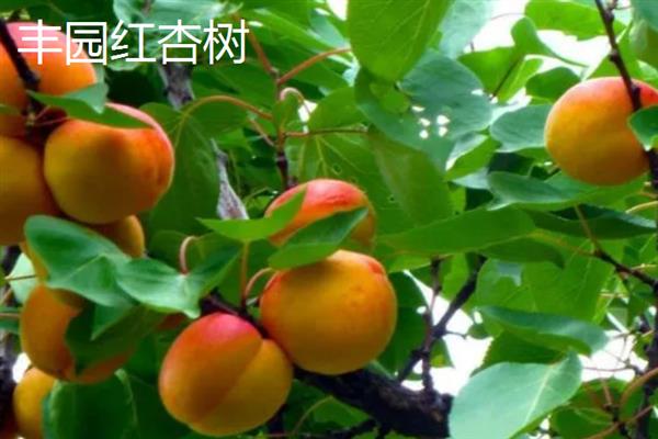 丰园红杏树的特征，果实呈近圆形或卵圆形