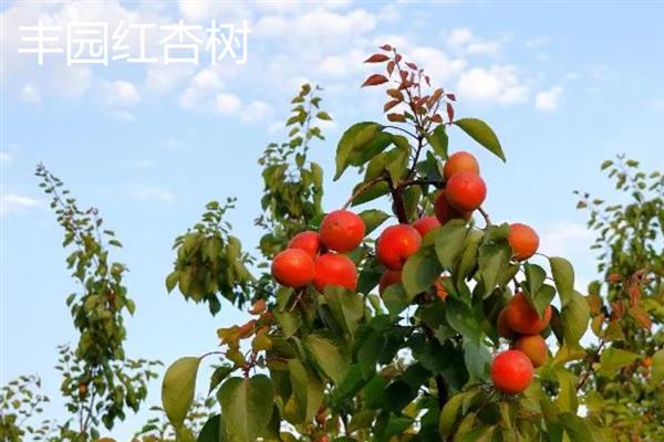 丰园红杏树的特征，果实呈近圆形或卵圆形