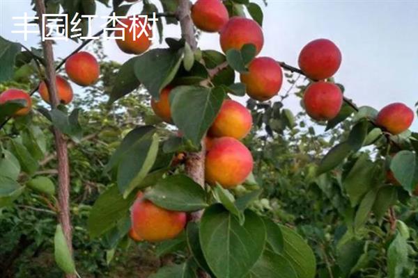 丰园红杏树的特征，果实呈近圆形或卵圆形