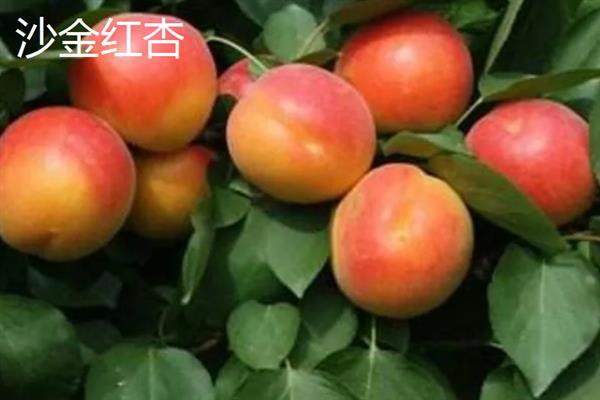 丰园红杏树的特征，果实呈近圆形或卵圆形