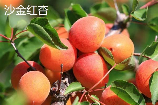 丰园红杏树的特征，果实呈近圆形或卵圆形
