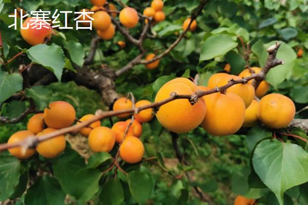 丰园红杏树的特征，果实呈近圆形或卵圆形