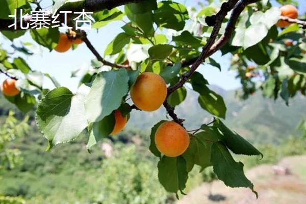 丰园红杏树的特征，果实呈近圆形或卵圆形