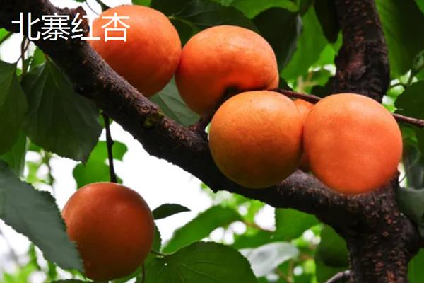 丰园红杏树的特征，果实呈近圆形或卵圆形