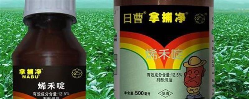 豆角田使用什么除草剂，防治禾本科杂草可选择拿捕净乳油