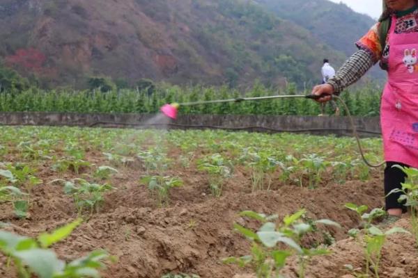 豆角田使用什么除草剂，防治禾本科杂草可选择拿捕净乳油