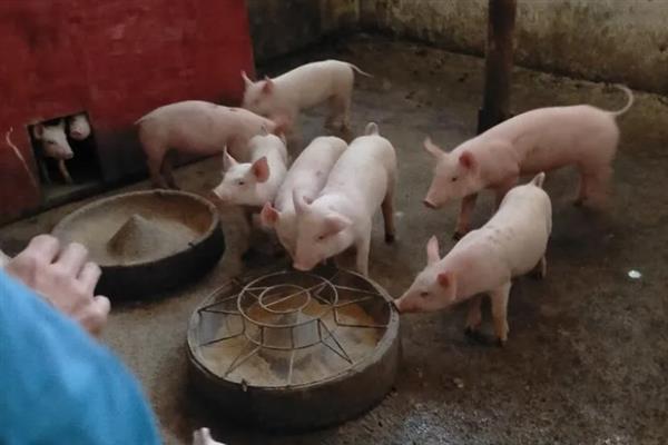 三元猪能不能留种做母猪，留为种用仅是无种可引的权宜之计