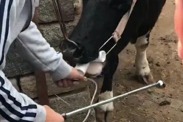 秋季怎么给肉牛育肥，饲喂多汁的青贮饲料