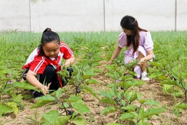 怎么栽培再生茄，追施氮肥和钾肥可延长生长期