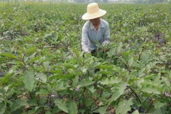 怎么栽培再生茄，追施氮肥和钾肥可延长生长期