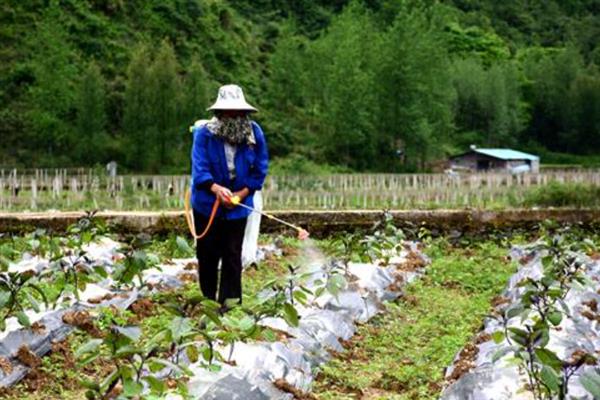 怎么栽培再生茄，追施氮肥和钾肥可延长生长期