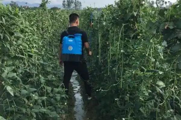 豆角田使用什么除草剂，防治禾本科杂草可选择拿捕净乳油