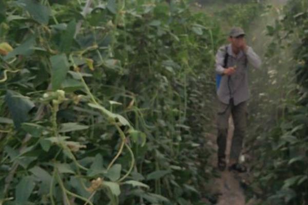 豆角田使用什么除草剂，防治禾本科杂草可选择拿捕净乳油
