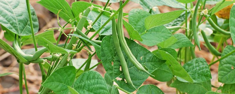 无架豇豆何时种植，2-4月份、8-9月份均可播种