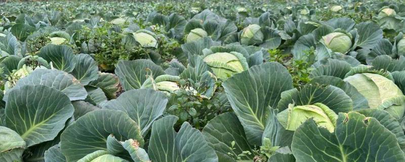 圆白菜的产地，主产于河北、湖北、天津等地方