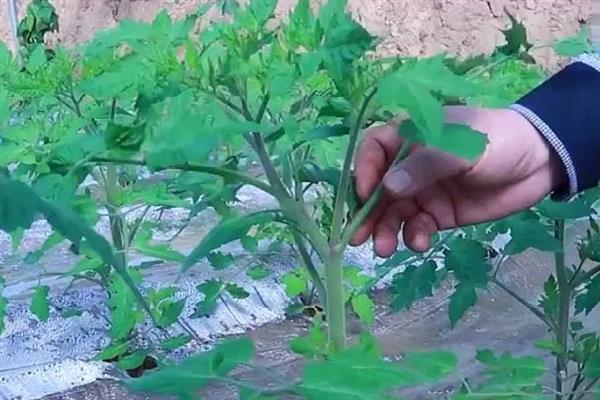 摘除番茄的侧枝要注意什么，不能过早或过晚疏除