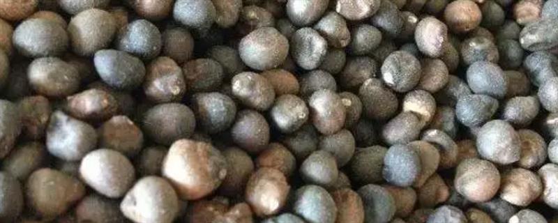 怎么种木芙蓉种子，栽种前需用药物消毒种子
