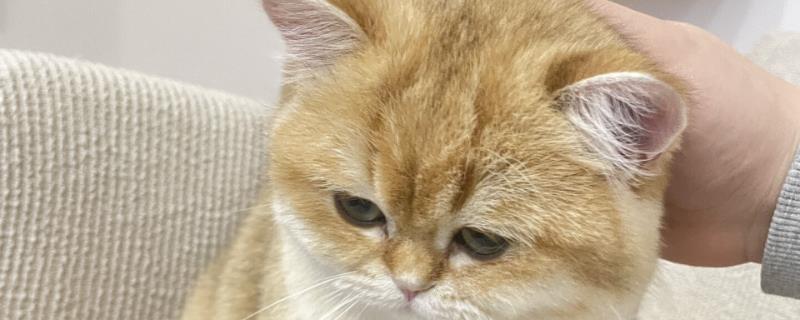 猫咪怎样吃鱼，将鱼肉做为猫咪辅食或者奖励