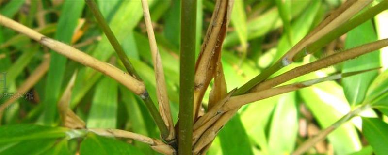 矢竹的简介，属于禾本科、茶秆竹属植物