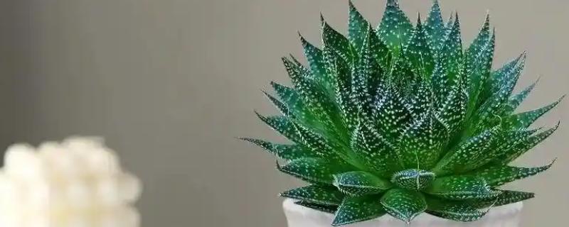 冰花芦荟怎么养殖，生长旺季每隔15天追施一次肥料