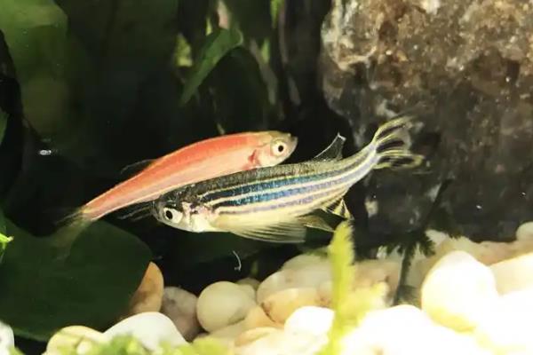 斑马鱼要灯光吗，一般不需要灯光