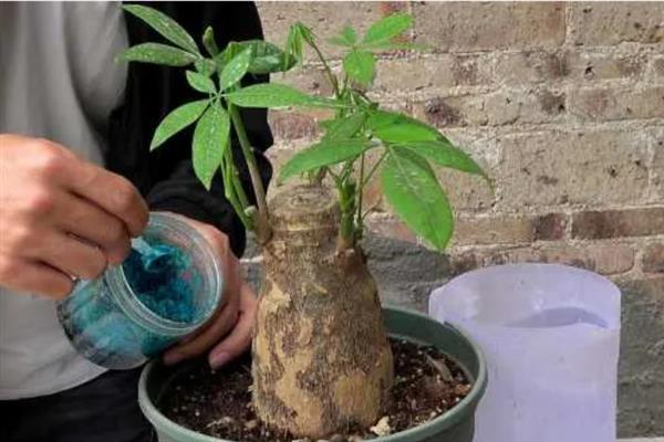 发财树主干不粗的原因，主要是缺少养分导致