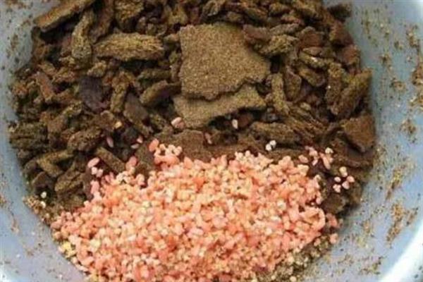 黑坑垂钓青鱼怎么搭配饵料，自制饵料可用玉米、麦麸、小米等谷物配制